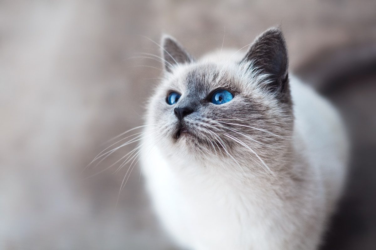 Vermifuge pour chat : pourquoi, quand, comment vermifuger son animal ?