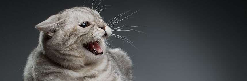 Pourquoi Les Chats Aiment Téter Des Peluches
