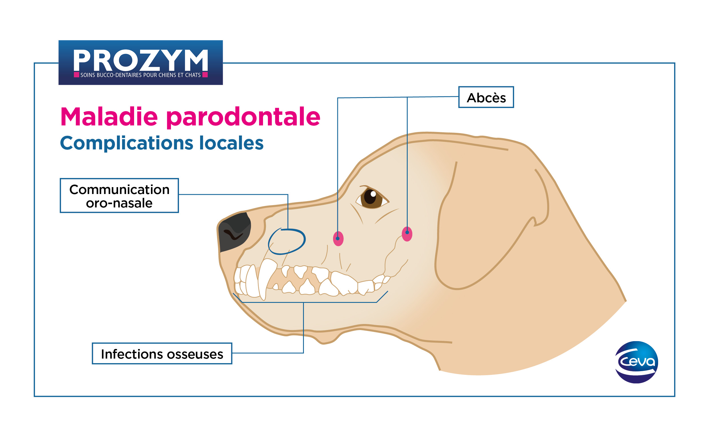 Schéma maladie parodontale du chien