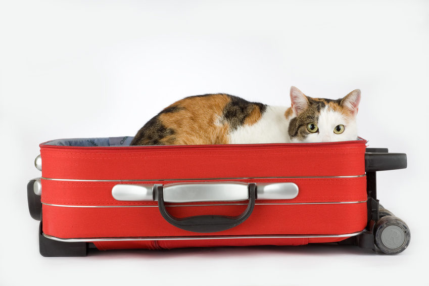 Valise de transport animal : chat et chien en février 2024