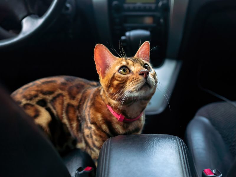 Comment transporter et voyager avec son chat en voiture ?