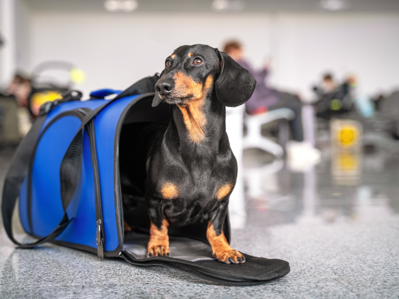 Transporter un chien en avion, comment s'organiser ?