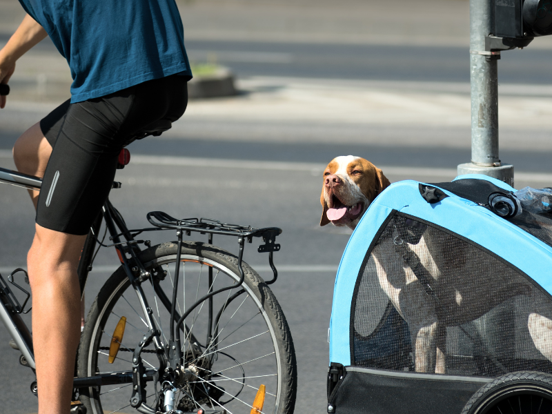 Transporter son chien a vélo avec une remorque