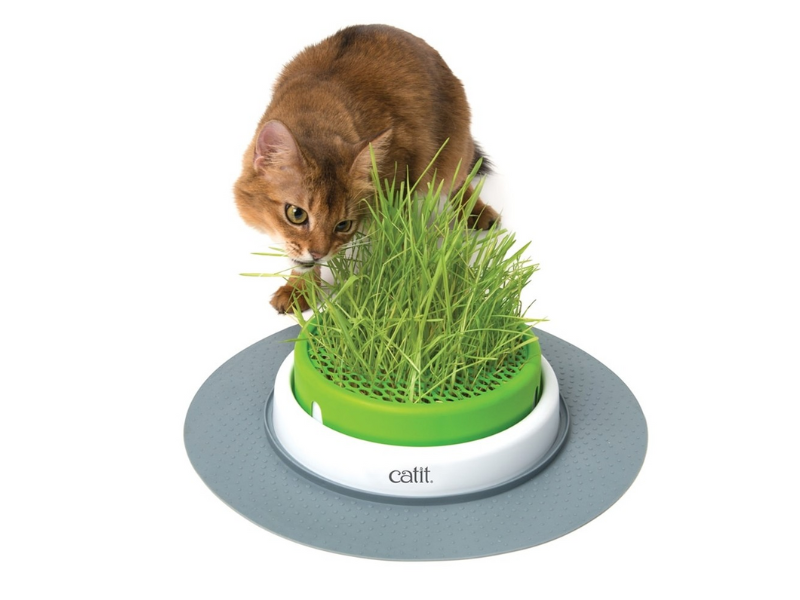 idée cadeau chat herbe à chat